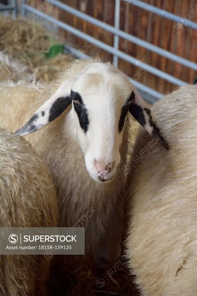 Portrait of Carinthian sheep or spectacles sheep