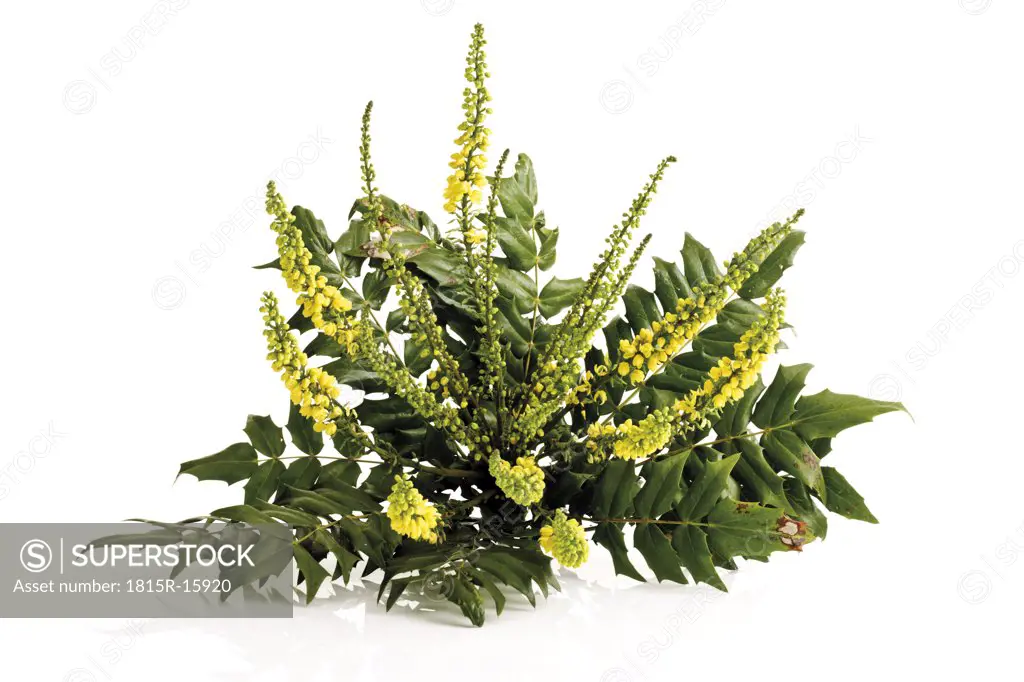 Mahonia aquifolium flowers (Mahonia aquifolium)