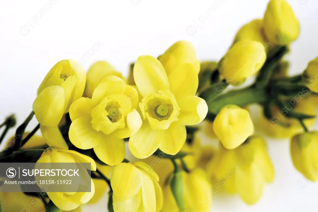 Mahonia aquifolium flowers (Mahonia aquifolium)