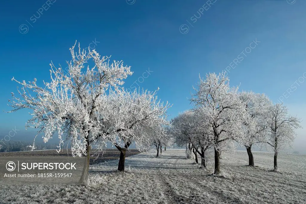 Germany, Baden-Wuerttemberg, Tuttlingen district, meadow with scattered fruit trees, covered with frost