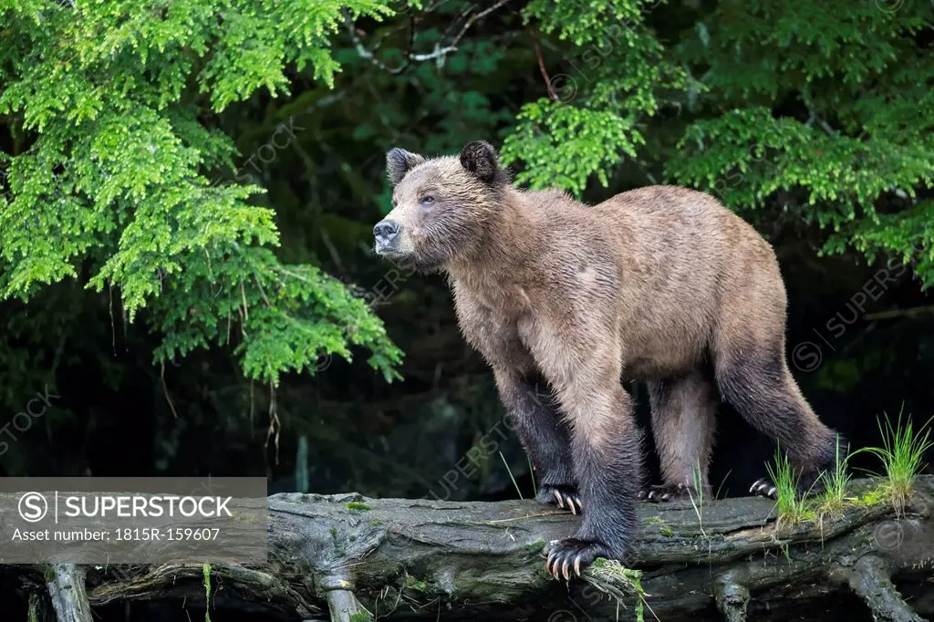 Canada, Khutzeymateen Grizzly Bear Sanctuary, Female grizzly bear