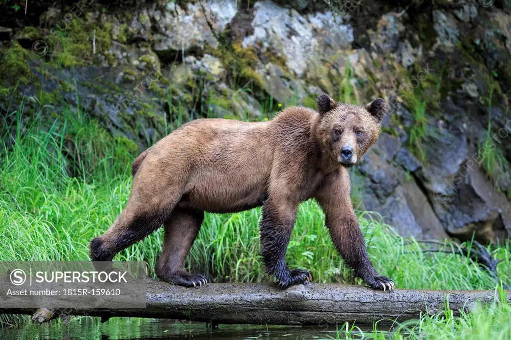 Canada, Khutzeymateen Grizzly Bear Sanctuary, Female grizzly bear