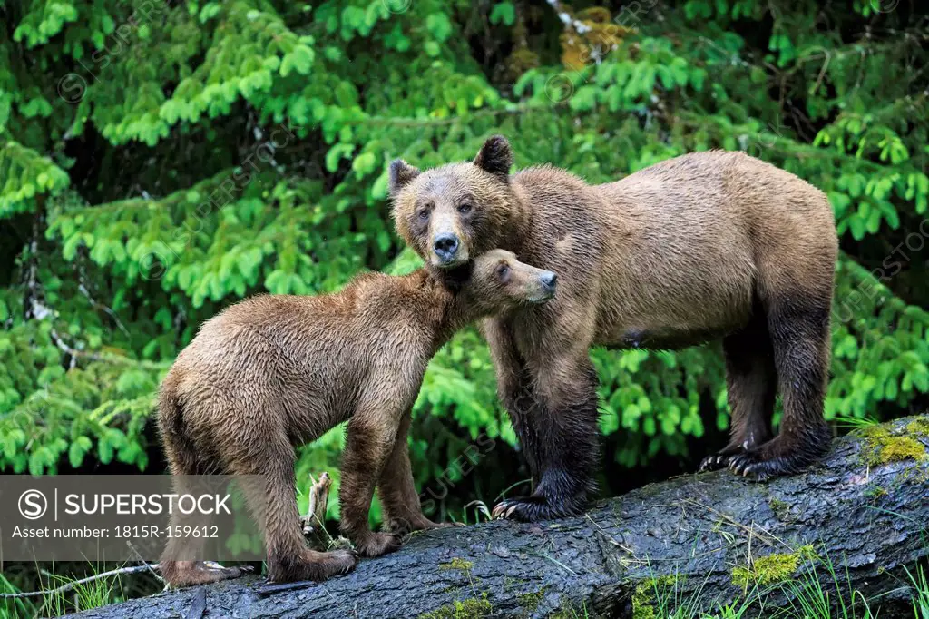 Canada, Khutzeymateen Grizzly Bear Sanctuary, Female grizzly bear with offspring