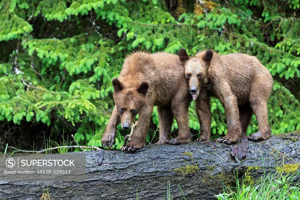 Canada, Khutzeymateen Grizzly Bear Sanctuary, Young grizzly bears