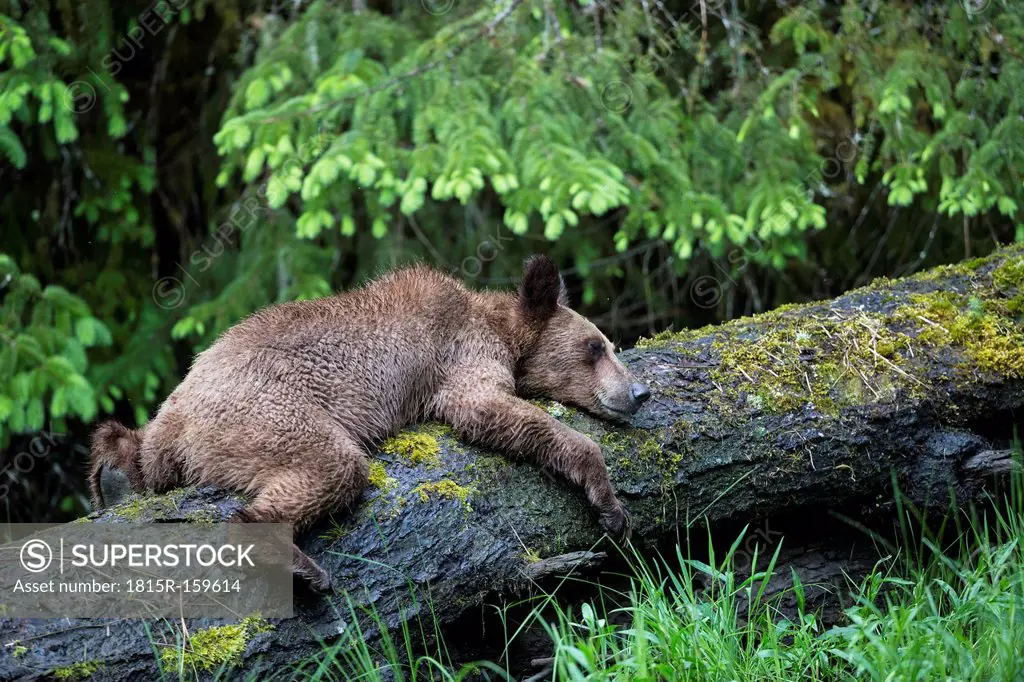 Canada, Khutzeymateen Grizzly Bear Sanctuary, Young grizzly bear