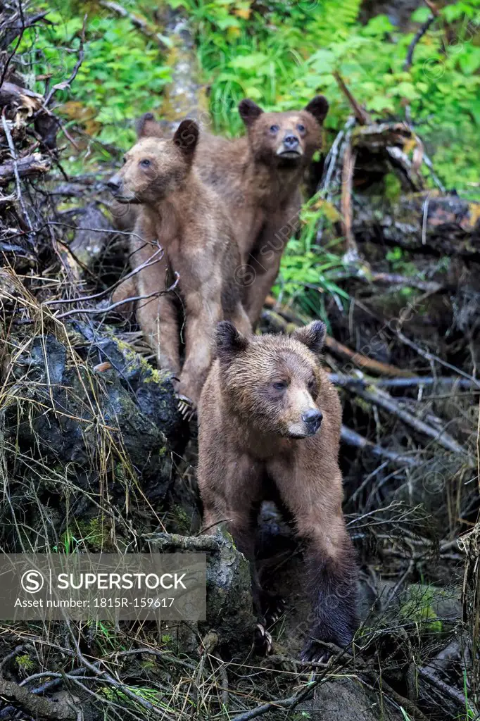 Canada, Khutzeymateen Grizzly Bear Sanctuary, Female grizzly bear with offspring