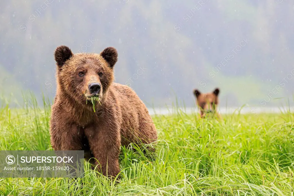 Canada, Khutzeymateen Grizzly Bear Sanctuary, Grizzly bears eating grass