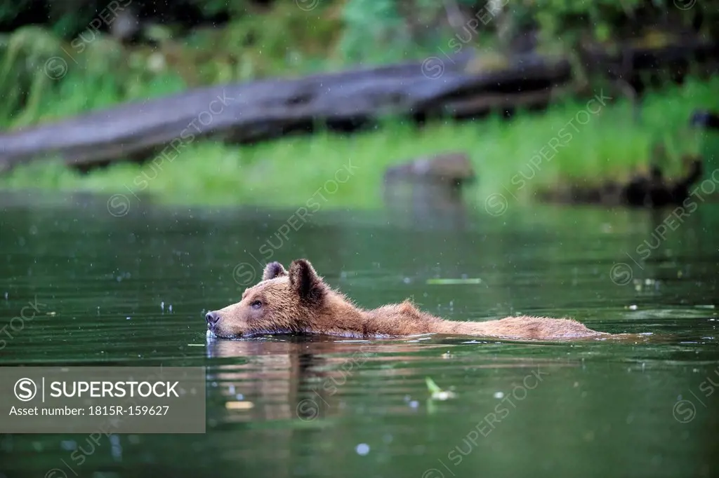 Canada, Khutzeymateen Grizzly Bear Sanctuary, Female grizzly swimming in lake