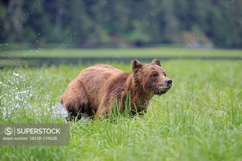 Canada, Khutzeymateen Grizzly Bear Sanctuary, Female grizzly at lakeshore