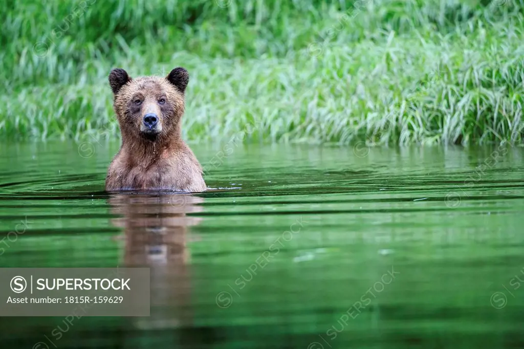 Canada, Khutzeymateen Grizzly Bear Sanctuary, Female grizzly in lake