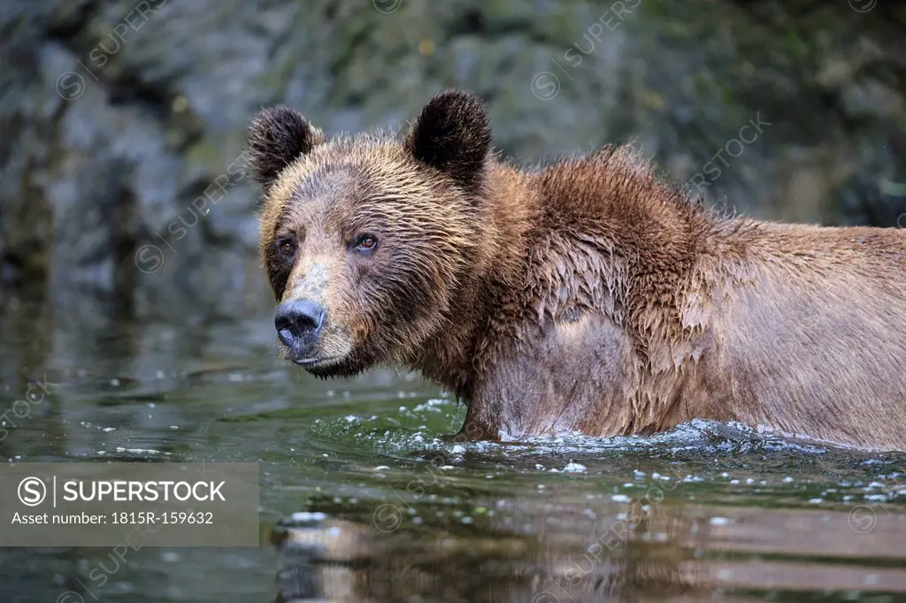 Canada, Khutzeymateen Grizzly Bear Sanctuary, Female grizzly in lake