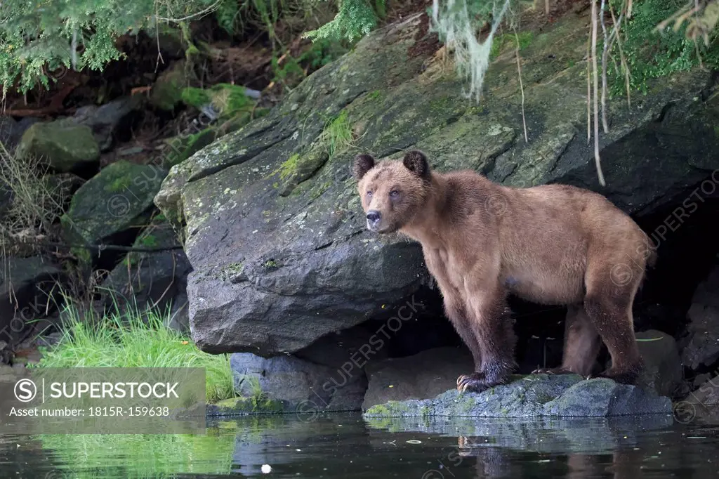 Canada, Khutzeymateen Grizzly Bear Sanctuary, Female grizzly at lakeshore