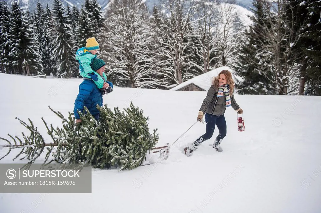 Austria, Salzburg Country, Altenmarkt-Zauchensee, Family walking in snow, carrying Christmas tree