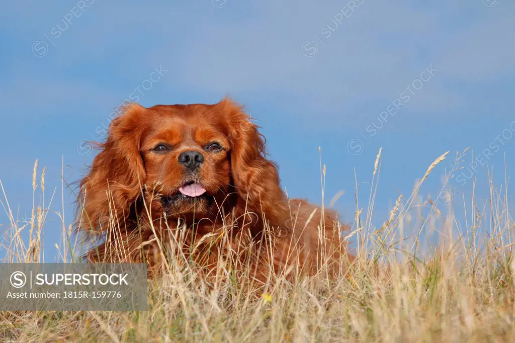 Netherlands, Texel, Cavalier King Charles Spaniel sitting on a dune