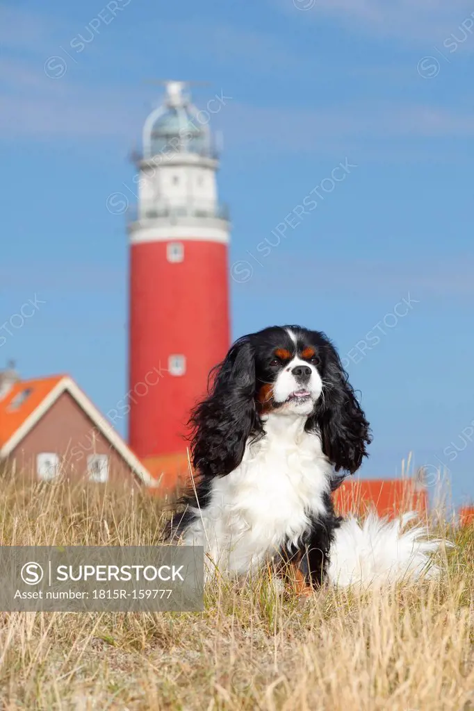 Netherlands, Texel, Cavalier King Charles Spaniel sitting in front of a lighthouse on a dune