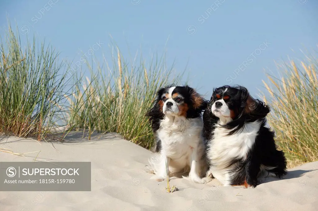 Netherlands, Texel, two Cavalier King Charles Spaniels sitting on a sand dune