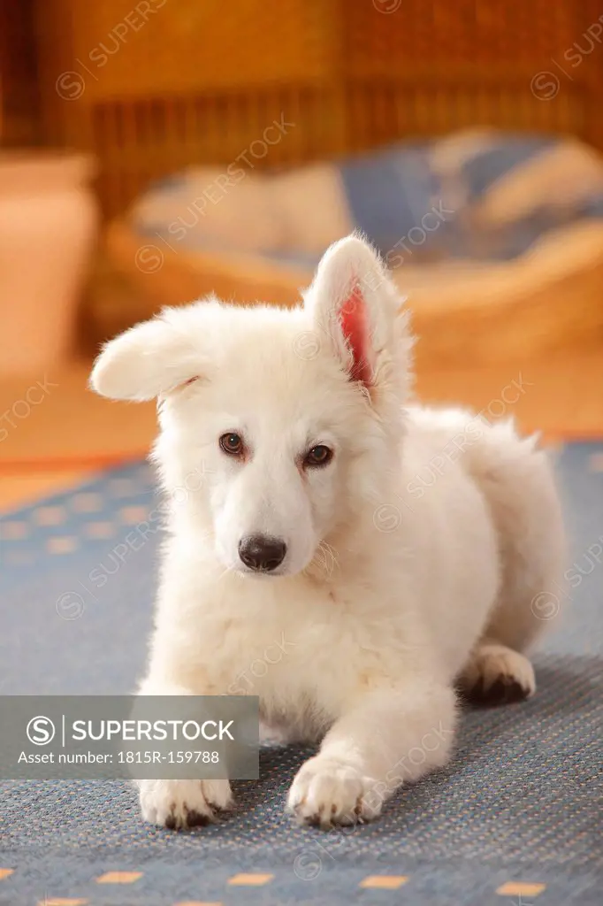 Berger Blanc Suisse, White Swiss Shepherd Dog, puppy, lying on carpet