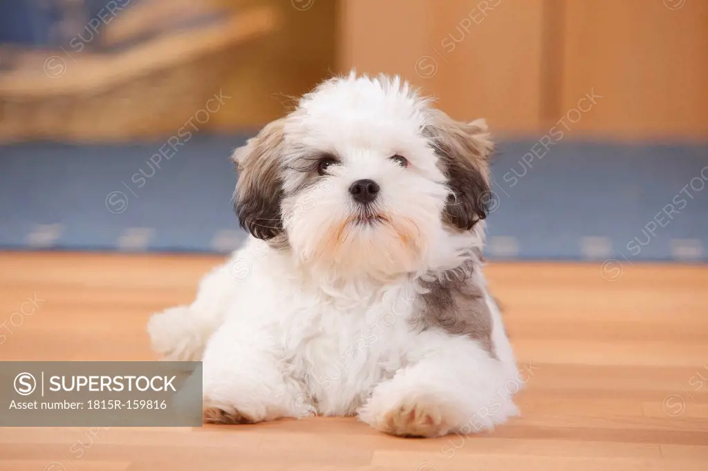 Mixed-breed dog, puppy, lying on wooden floor