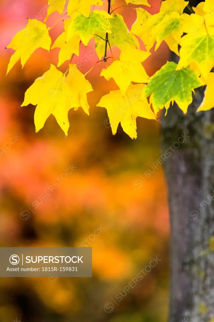 Bicoloured foliage in autumn