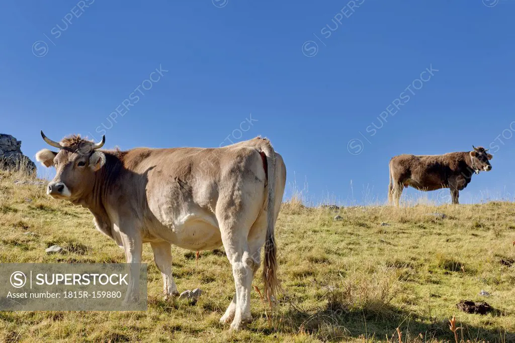 Spain, Aragon, Central Pyrenees, Ordesa y Monte Perdida National Park, cattle on meadow