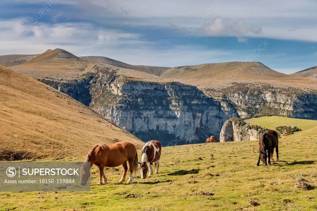 Spain, Aragon, Central Pyrenees, Ordesa y Monte Perdida National Park, Canon de Anisclo, wild horses on meadow