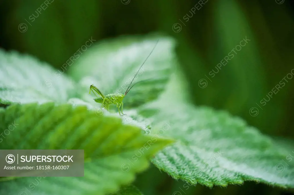 Germany, North Rhine-Westphalia, Recker Moor, Grasshopper on leaf