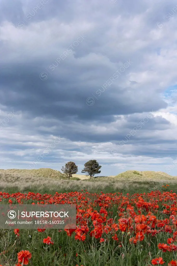 UK, Northumberland, Bamburgh, poppy field