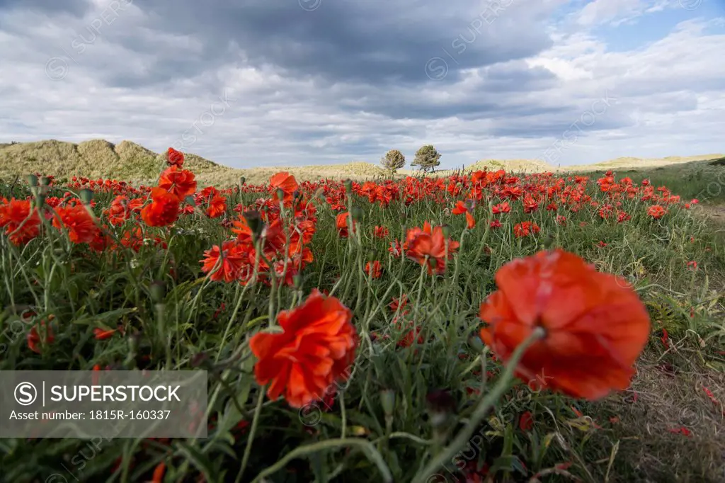 UK, Northumberland, Bamburgh, poppy field