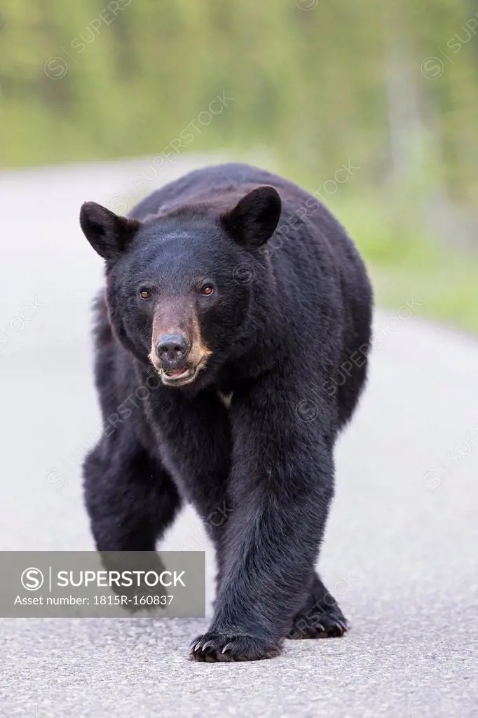Canada, Rocky Mountains, Alberta. Jasper National Park, American black bear (Ursus americanus) walking on a road