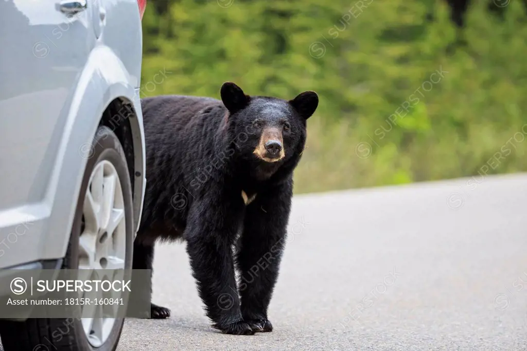 Canada, Rocky Mountains, Alberta. Jasper National Park, American black bear (Ursus americanus) at a car crossing a road
