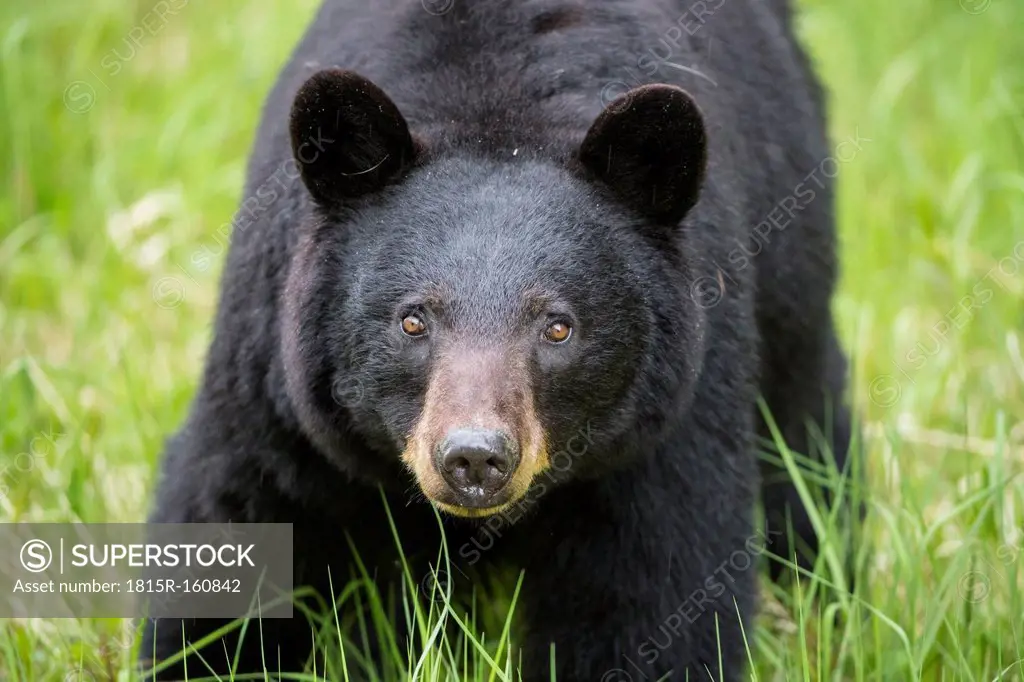 Canada, Rocky Mountains, Alberta. Jasper National Park, American black bear (Ursus americanus), close-up