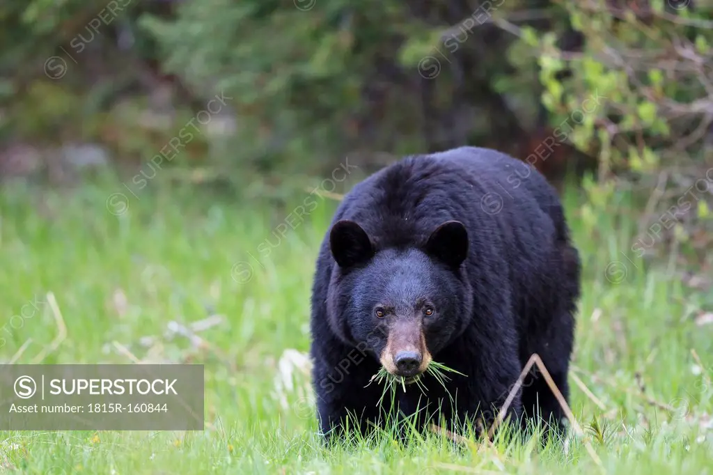 Canada, Rocky Mountains, Alberta. Jasper National Park, American black bear (Ursus americanus) eating grass