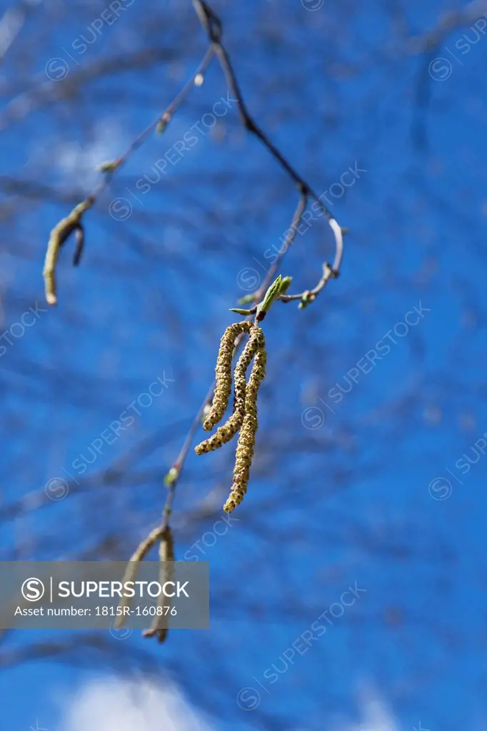 Germany, Rhineland-Palatinate, blooming birch catkins in spring