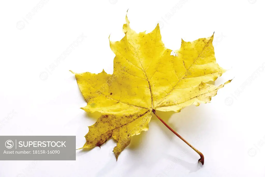 Autumn colored maple leaf