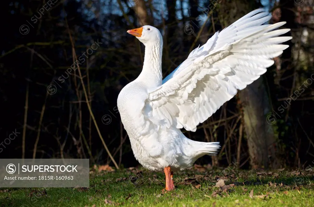 Germany, Hesse, Limburg, goose (Anser anser) with spread wings on meadow
