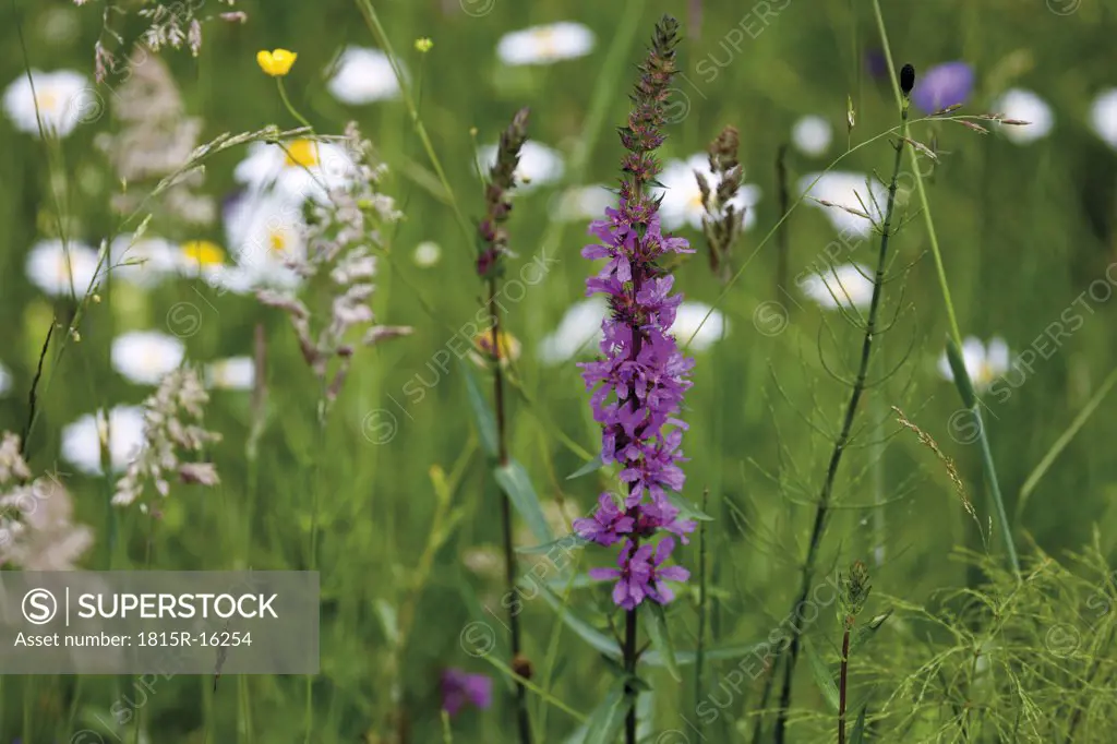 Germany, Bavaria, Wild flowers in field, close-up
