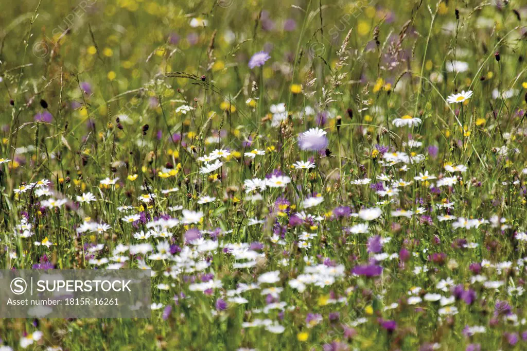 Germany, Bavaria, Wild flowers in field, full frame