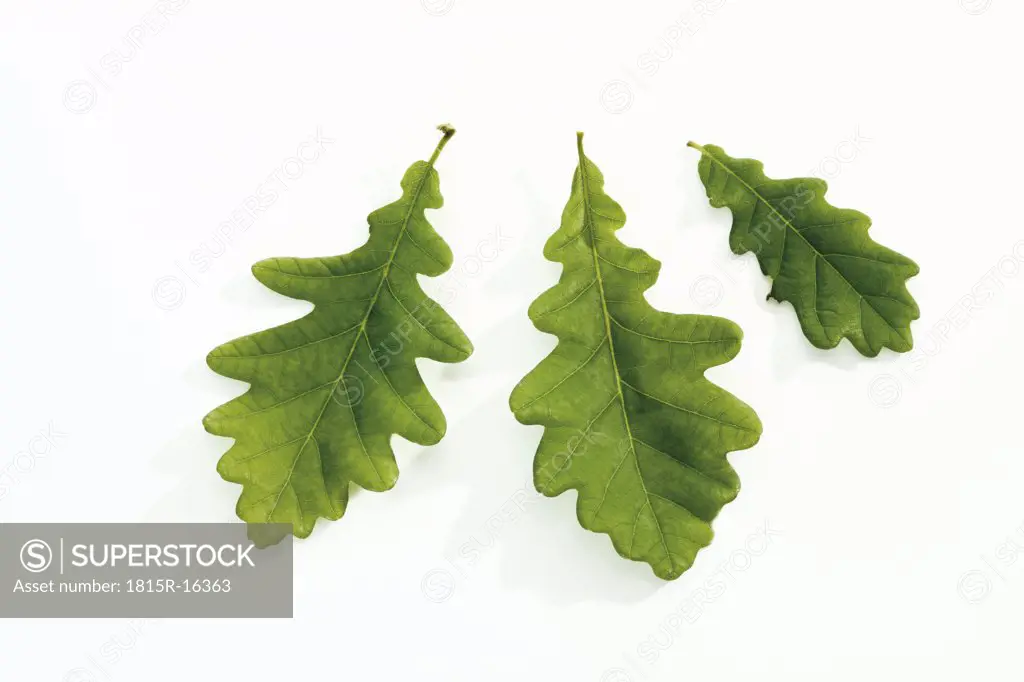 Oak leaves, close-up