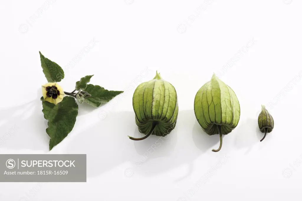Unripe Physalis fruit (Physalis peruviana), elevated view