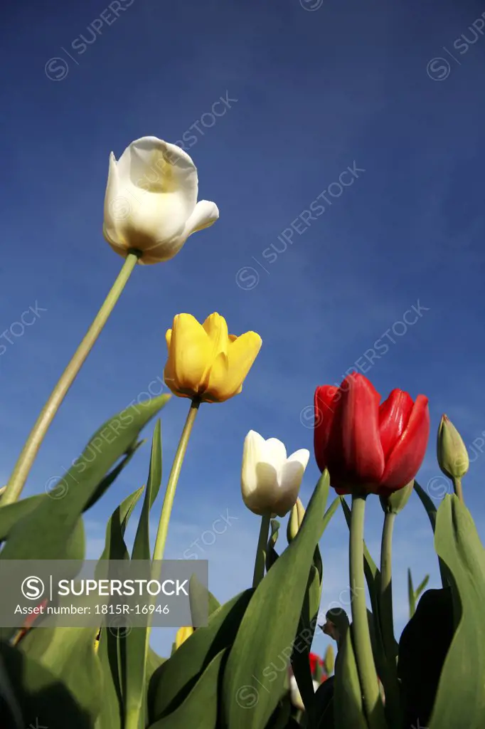 Tulips (tulipa) blossoming