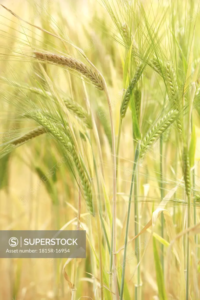 Barley (Hordeum vulgare), panicles, close up