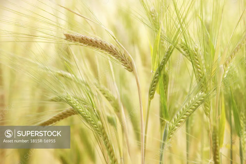 Barley (Hordeum vulgare), panicles, close up