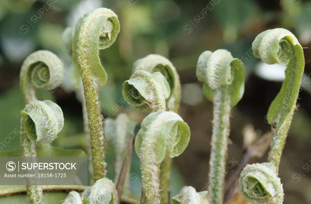 Phyllitis scolopendrium, fern