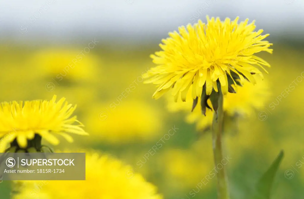 Yellow flowers, dandelion