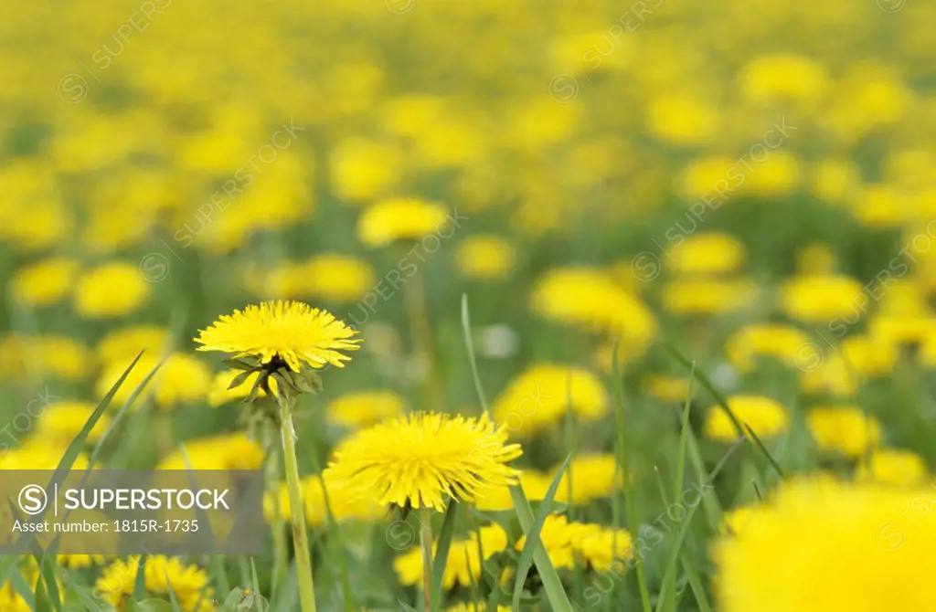 Yellow flowers field, dandelions