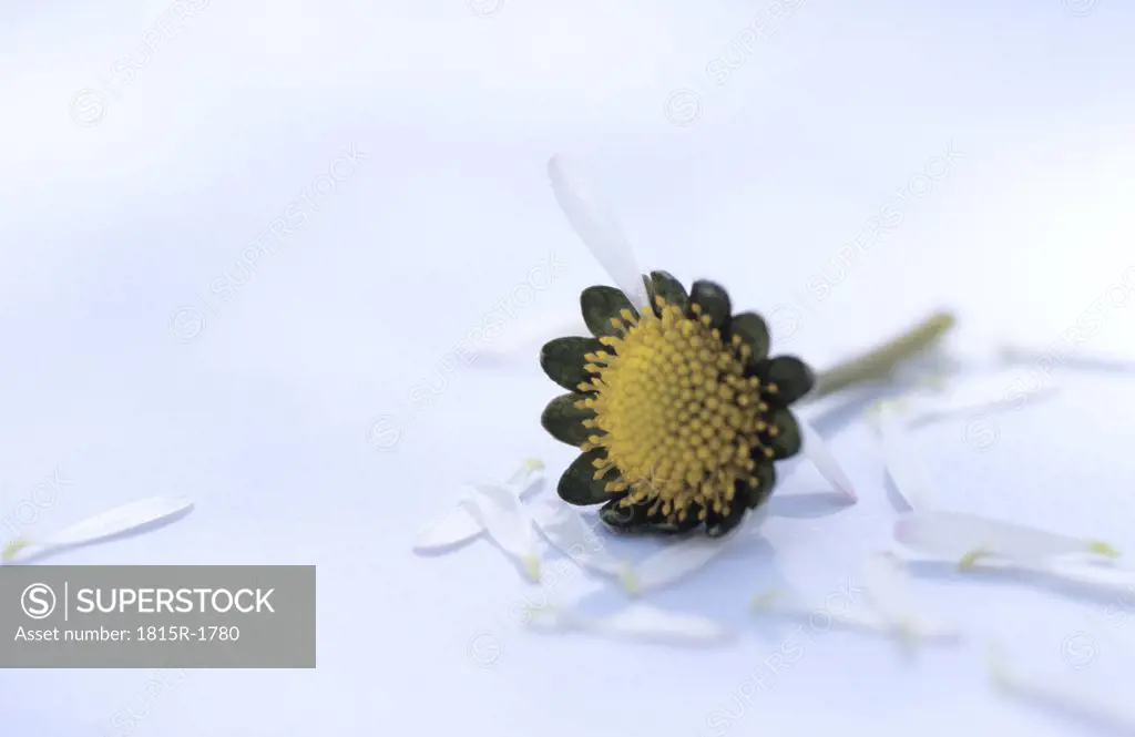 Plucked petals of a daisy flower