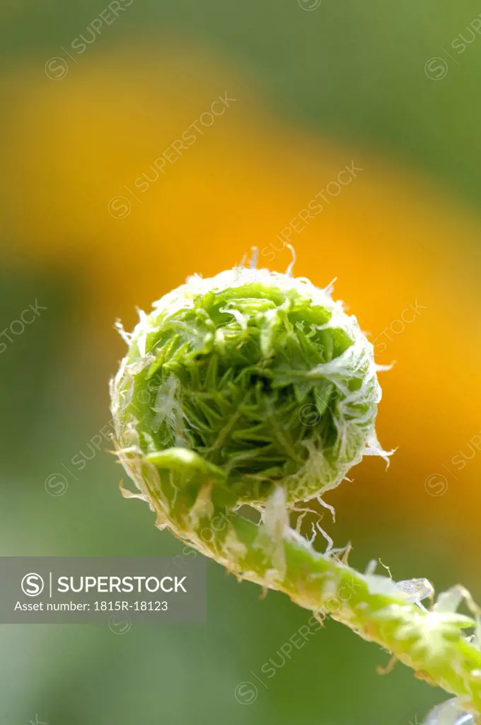 Annulated fern leaf, close-up