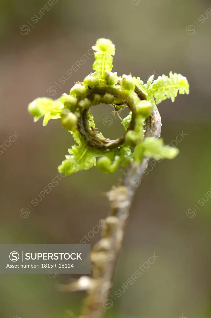 Annulated fern leaf