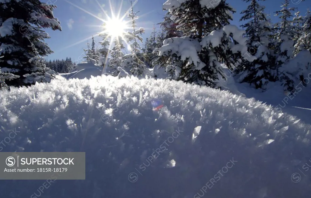 Austria, Salzburger Land, snow covered landscape and trees