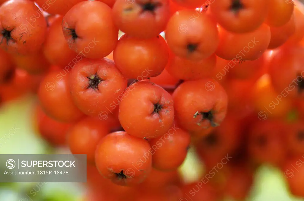 Rowan berries, Sorbus aucuparia, close-up